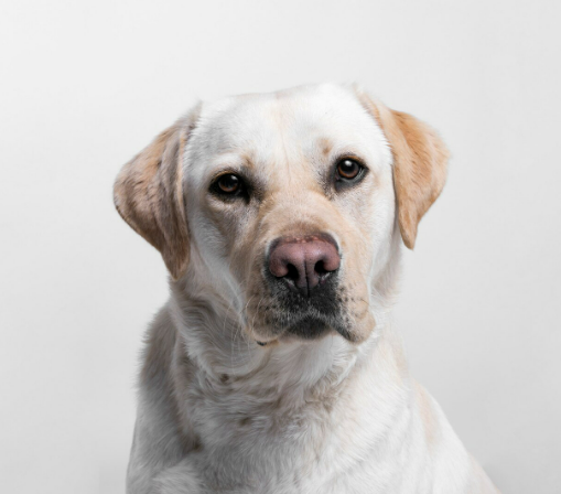 Dueño de perro