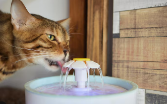 Diagrama que muestra cómo una fuente de agua para mascotas circula y filtra el agua