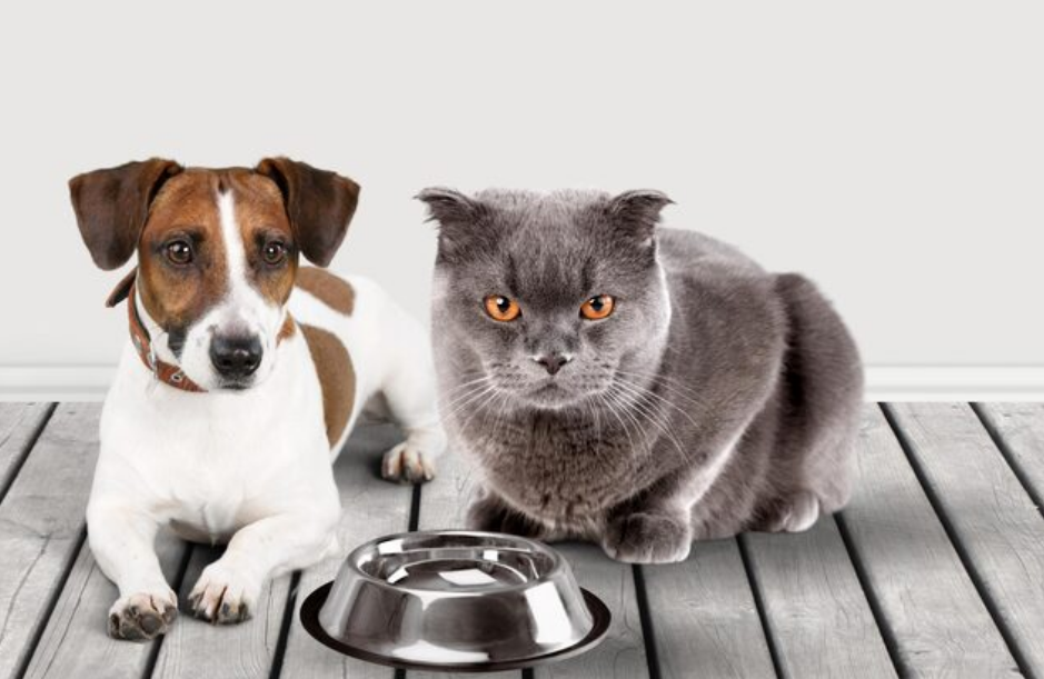 Calidad del agua para mascotas